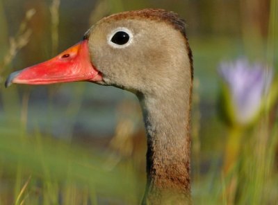 BLACK-BELLIED WHISTLING-DUCK