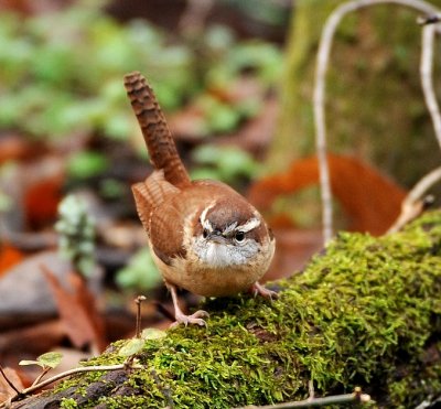 CAROLINA WREN