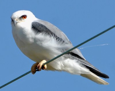 White-tailed Kite