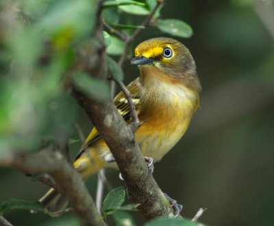 WHITE-EYED VIREO