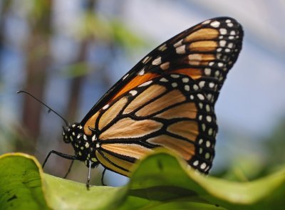 MONARCH BUTTERFLY