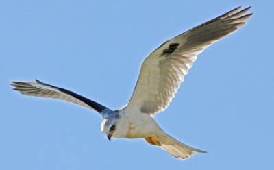 White-tailed Kite