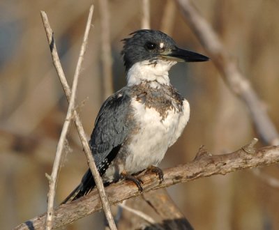 BELTED KINGFISHER ♂