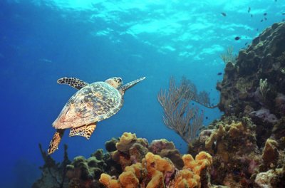 Cayman Hawksbill Sea Turtle