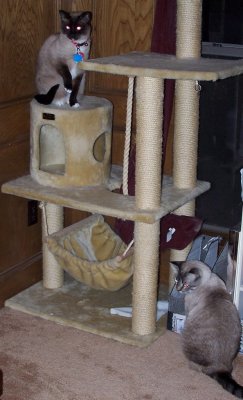 Rulers of the Kitty Condo.jpg