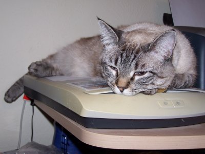 Sleepy Scanner Kitty.jpg