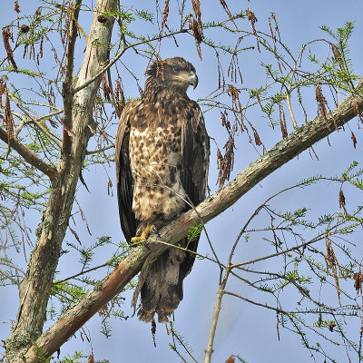 A Young Eagle
