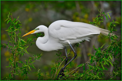 Great Egret