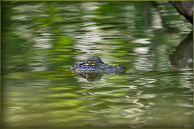 Louisiana Alligator