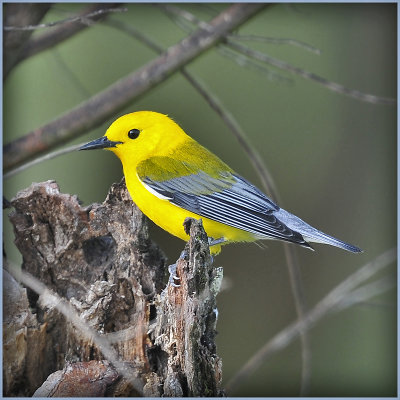 Prothonortary Warbler