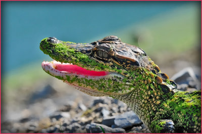 A Small Louisiana Alligator
