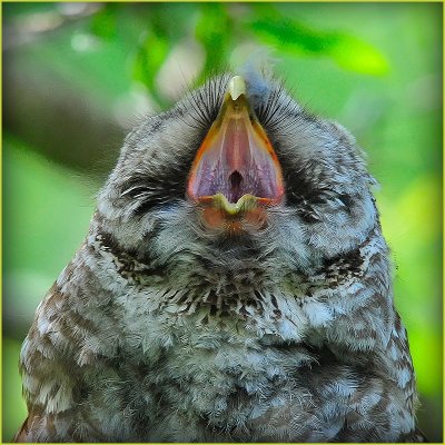 A Sleepy Barred Owl