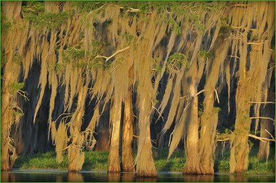 A Golden Sunset on the Louisiana Swamplands