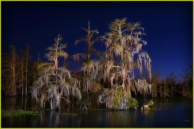 Cypress Trees at Night Time