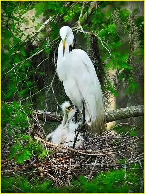 Great Egret with Chicks