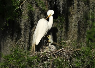 Great Egret and Chicks