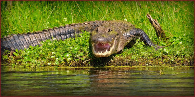 Don't Tread On Me!