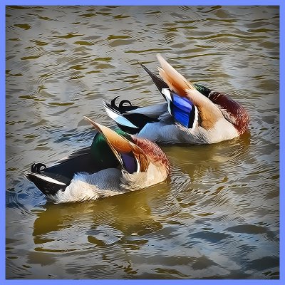 Lafreniere Park Synchronized Swimming Green Heads