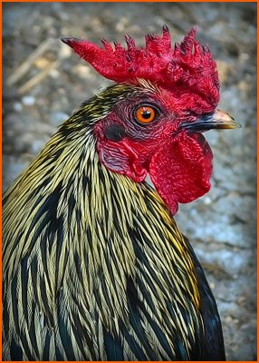 A Crowing Rooster
