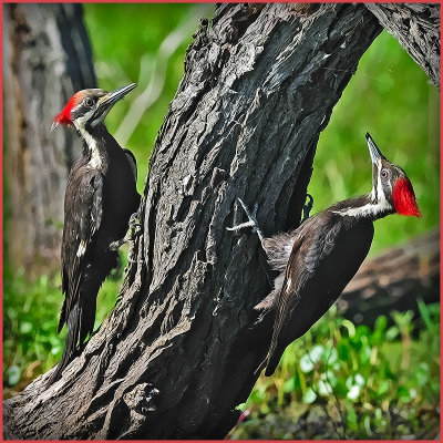 Pair of Pileated Woodpeckers