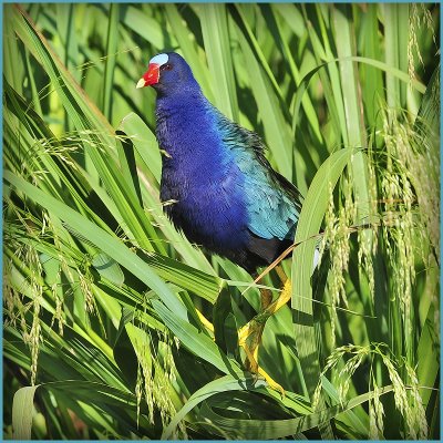 Purple Gallinule