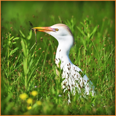 Cattle Egret