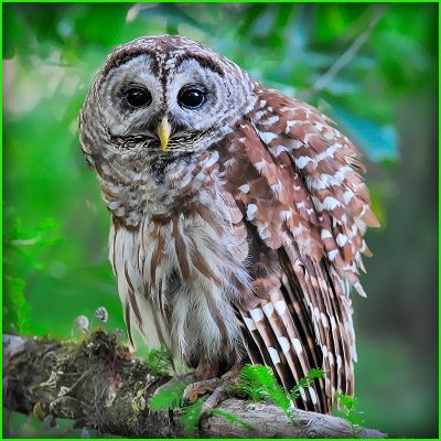 Barred Owl