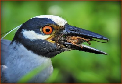 Yellow Crowned Night Heron and Crawfish