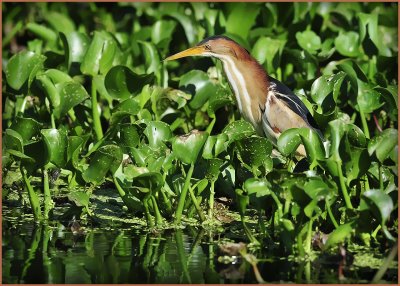 Least Bittern