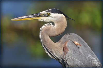 Great Blue Heron 