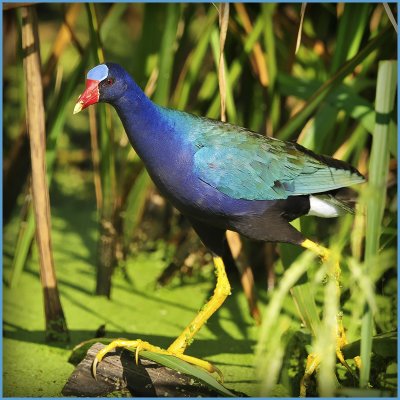 Purple Gallinule