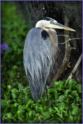 Great Blue Heron