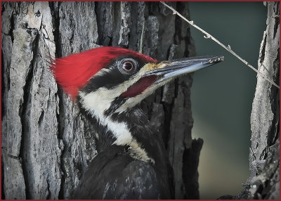 Pileated Woodpecker