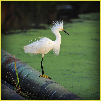 Snowy Egret