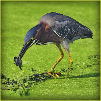 Green Heron with Catch