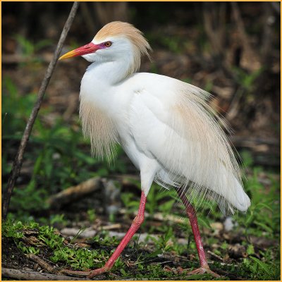 Cattle Egret