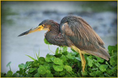 Tri Colored Heron