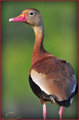 Black Bellied Whistling Duck