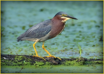 Little Green Heron