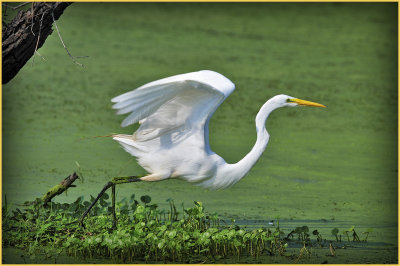 Great White Egret