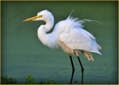 Fluffy Egret