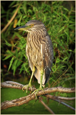 Juvenile Blacked Crowned Night Heron