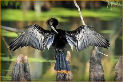 Anhinga