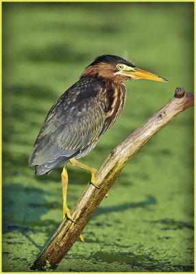 Young Green Heron