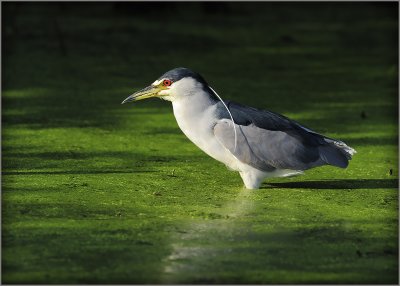 Black Crowned Night Heron