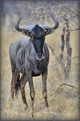 Blue Wildebeest