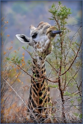 Grazing Giraffe