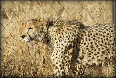 Cheetah Picture