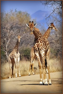 Giraffes