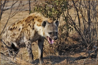 Hyaena